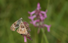 Muschampia floccifera
