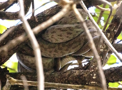 Oenpelli Rock Python