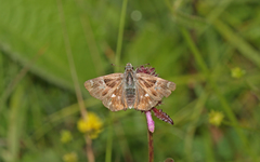 Muschampia floccifera