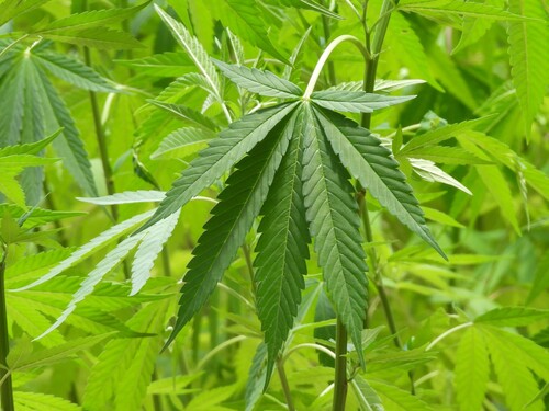 Foto de Maconha