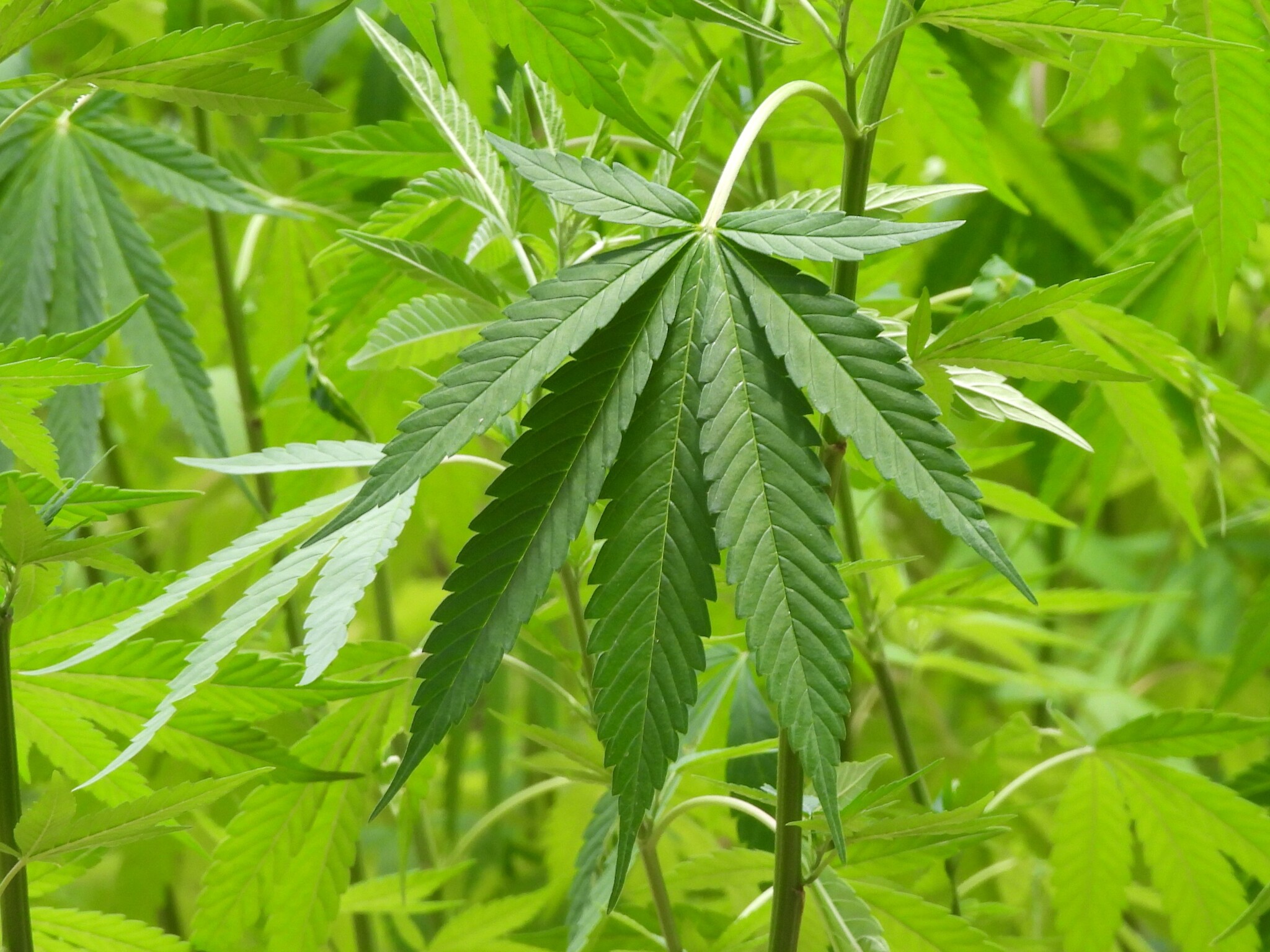 Imagem de Maconha