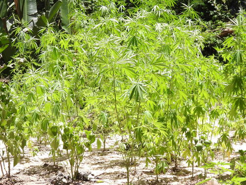 Foto de Maconha