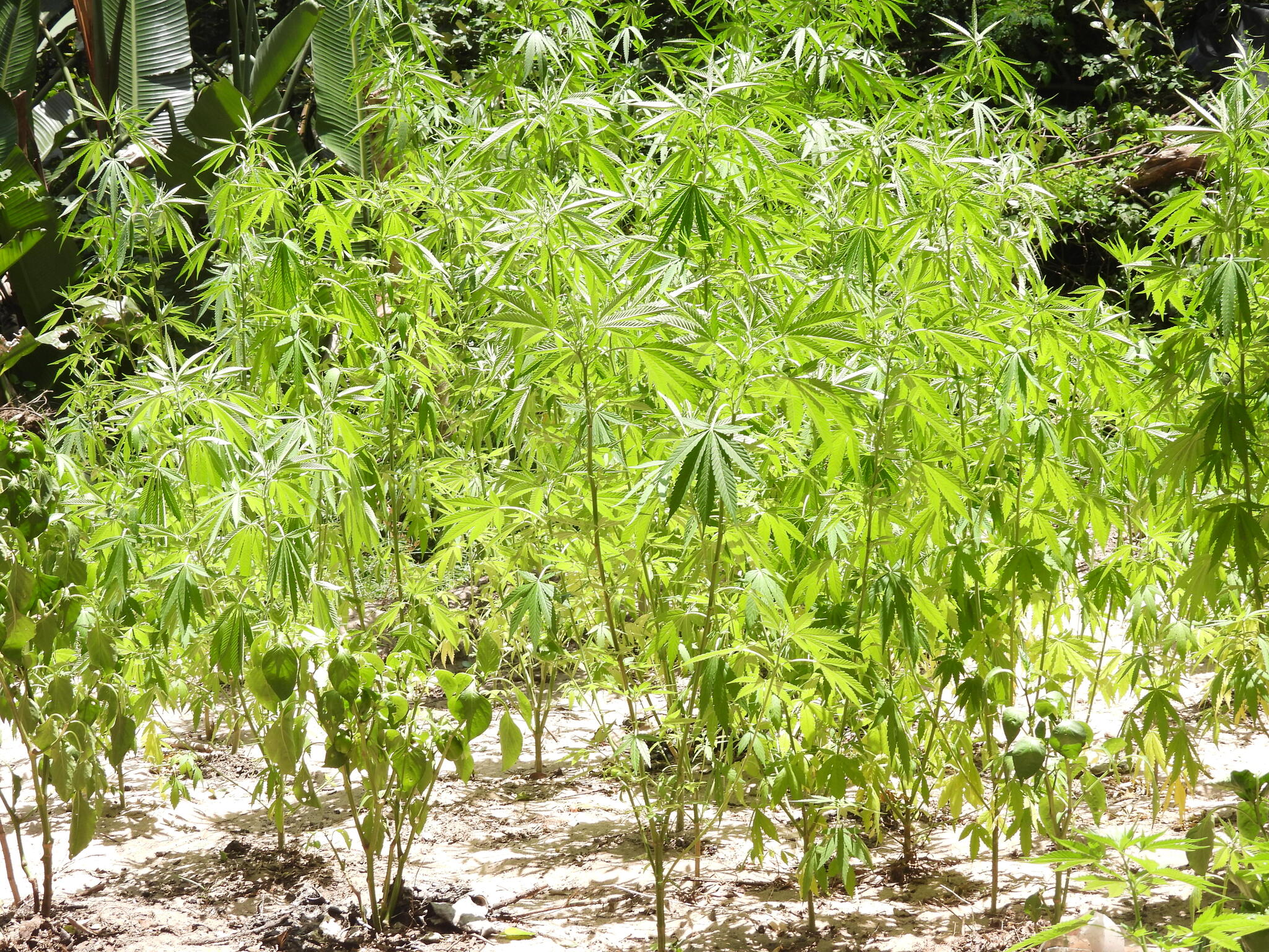 Imagem de Maconha