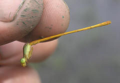 Ceriagrion calamineum