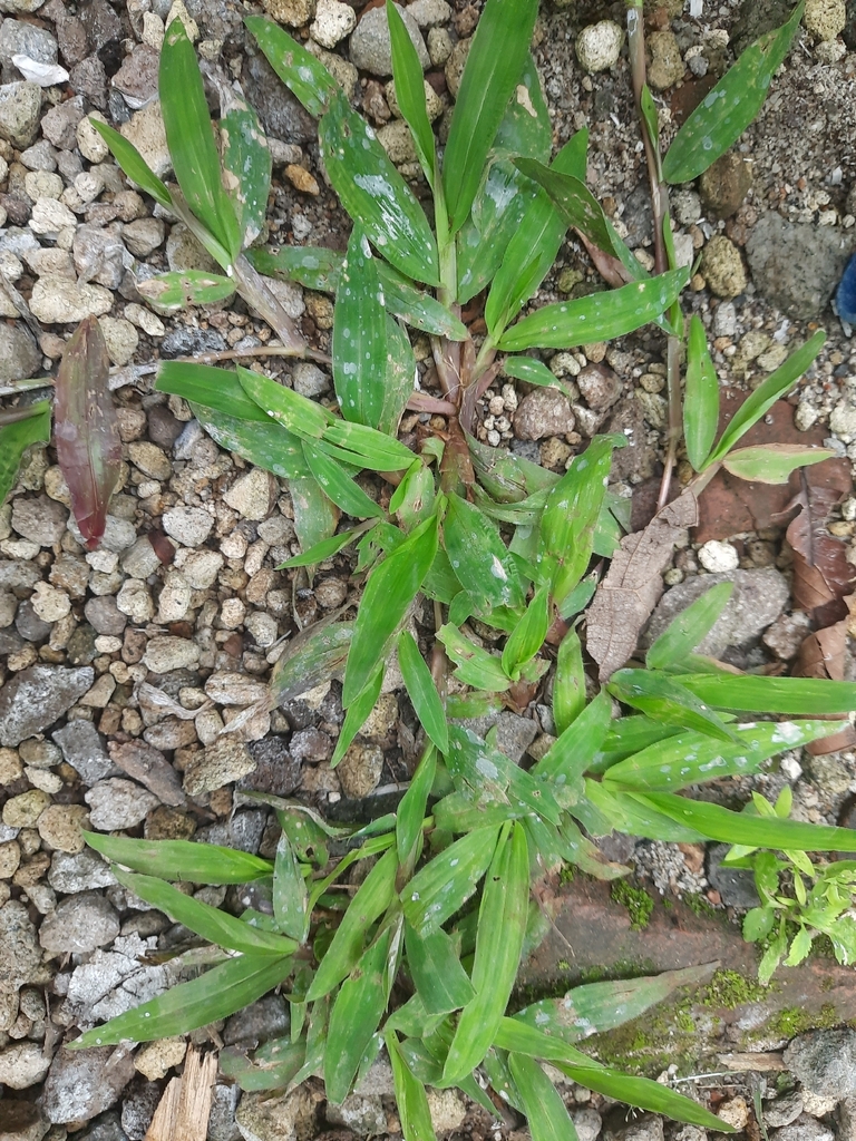 American carpet grass (Axonopus compressus)