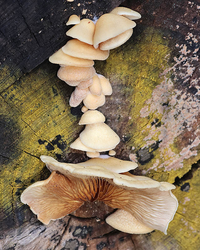 Crepidotus calolepis · January 2026 · photo: © mycobel (iNaturalist, cc-by)