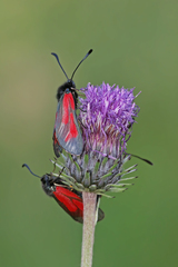 Zygaena purpuralis