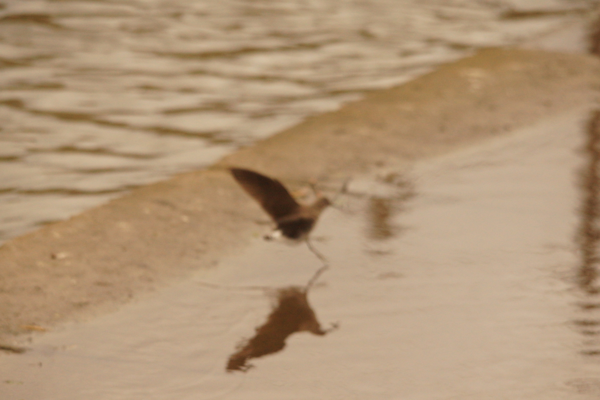 Green Sandpiper (Tringa ochropus), photo 6
