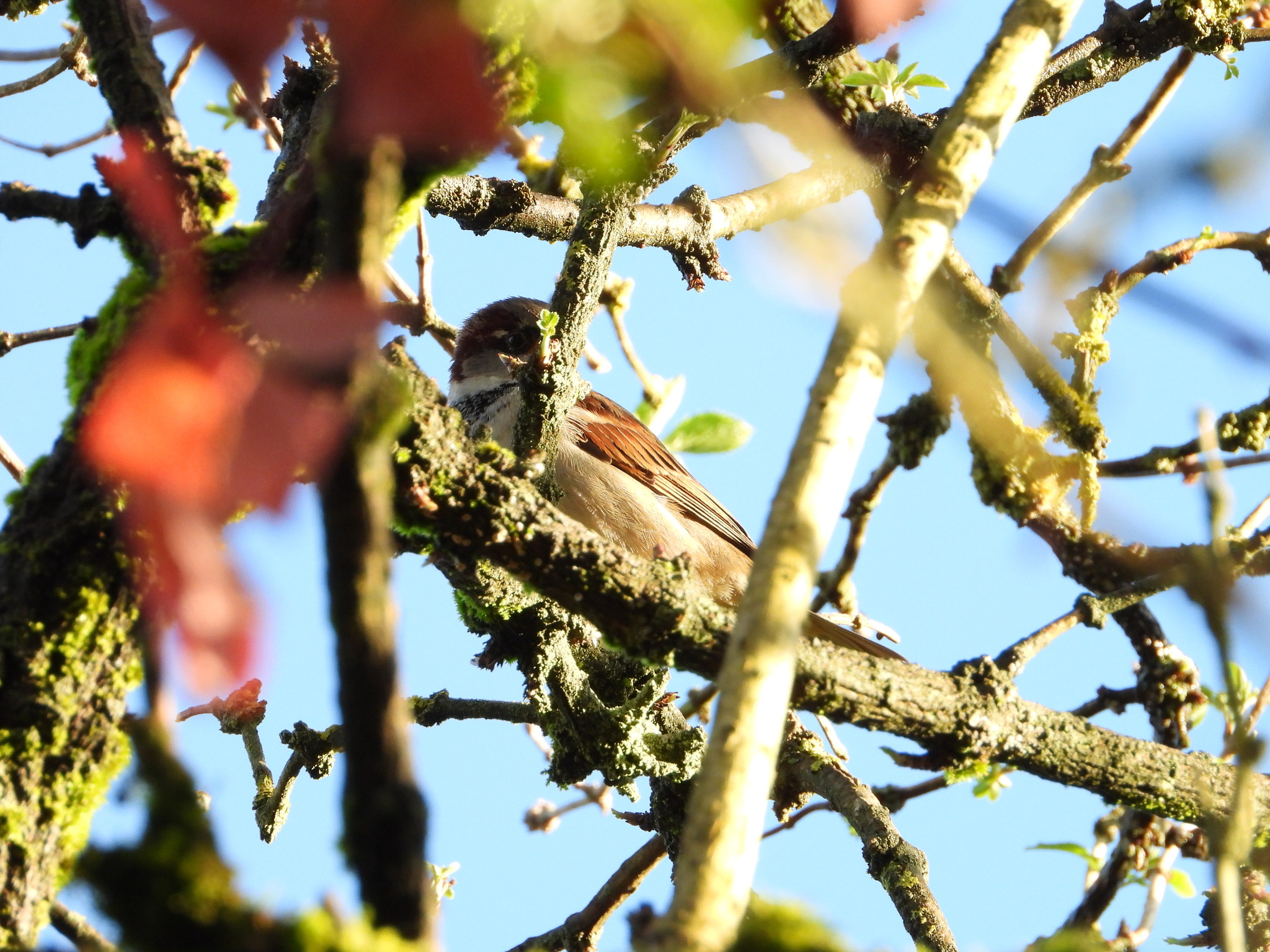 Passer domesticus