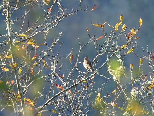 Eurasian Chaffinch (Fringilla coelebs), photo 7