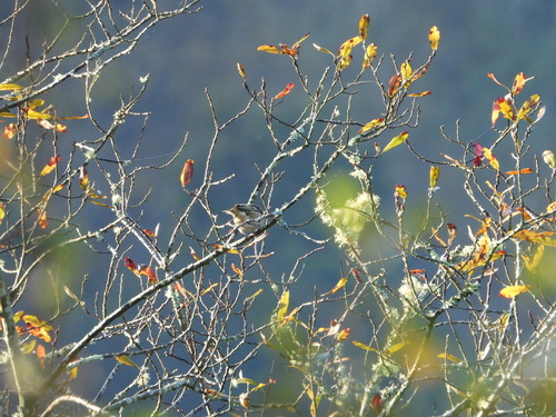 Eurasian Chaffinch (Fringilla coelebs), photo 8