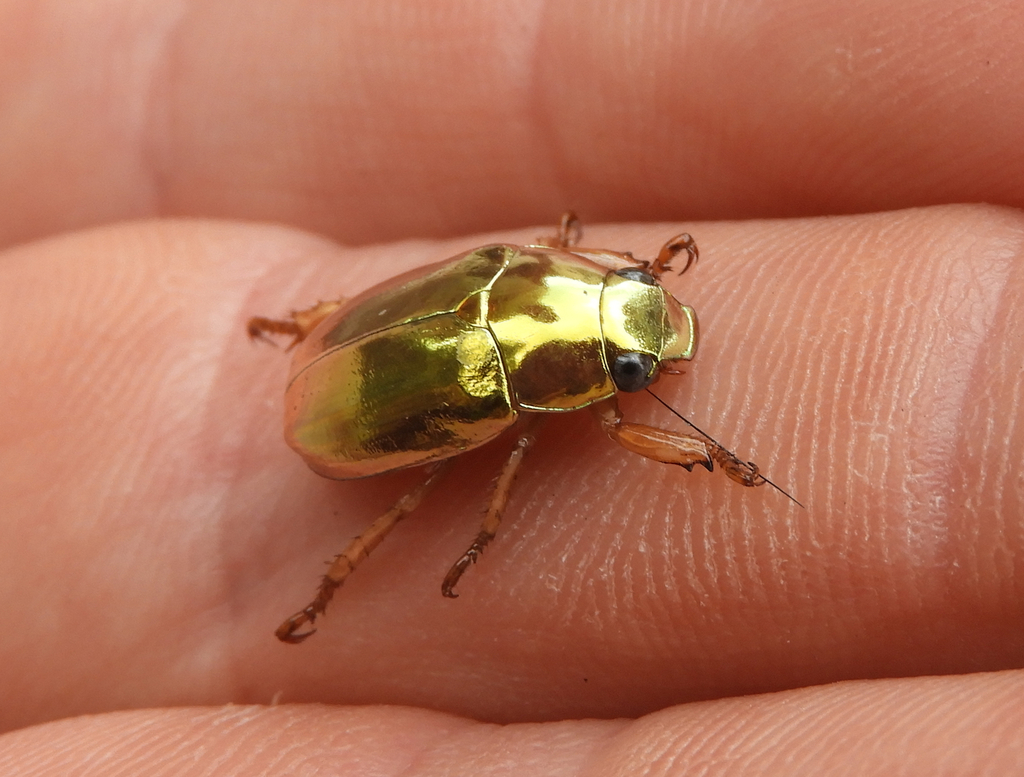Anoplognathus aureus