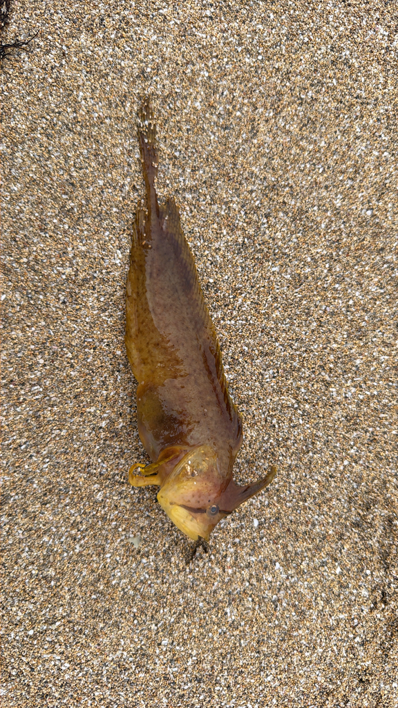 Crested weedfish (Cristiceps australis) — Clinidae