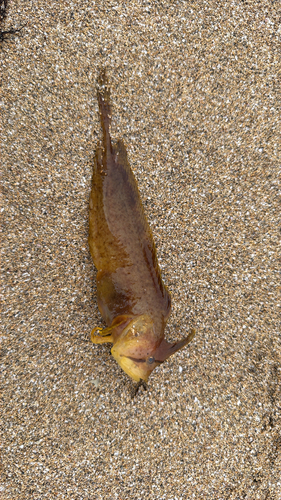 Crested weedfish (Cristiceps australis) — Clinidae