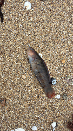 Senator wrasse (Pictilabrus laticlavius) — Labridae — 3