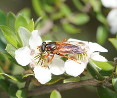 Odyneromyia illucens