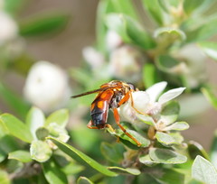 Odyneromyia illucens