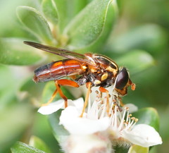 Odyneromyia illucens