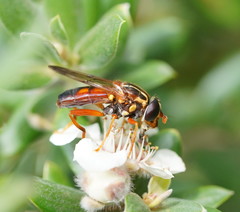 Odyneromyia illucens