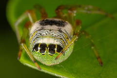 Bijoaraneus mitificus
