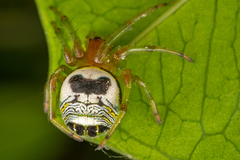 Bijoaraneus mitificus