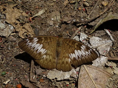 Tanaecia palguna