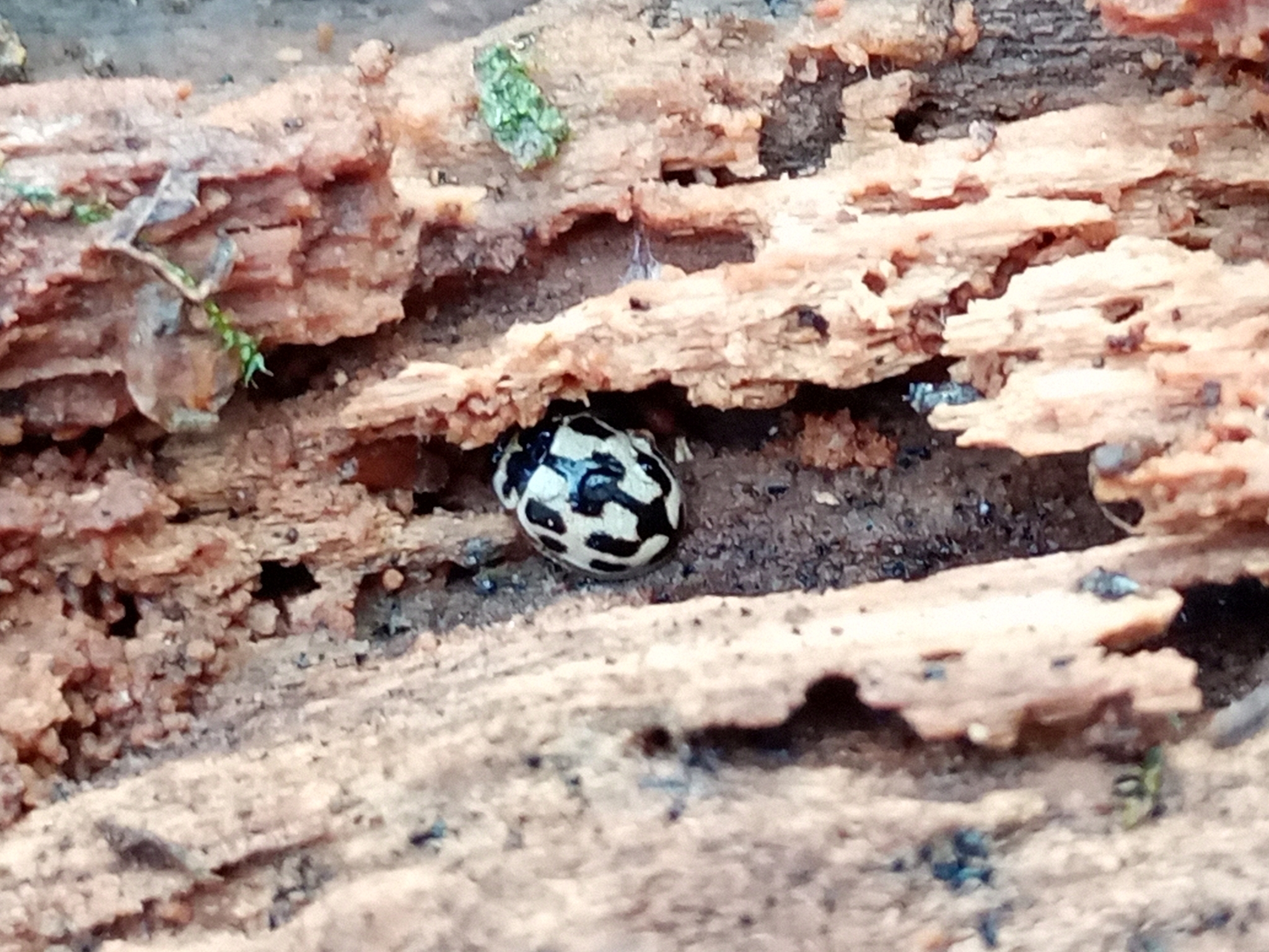 Propylea quatuordecimpunctata