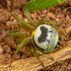 Bijoaraneus mitificus