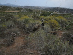 Stegodyphus dumicola