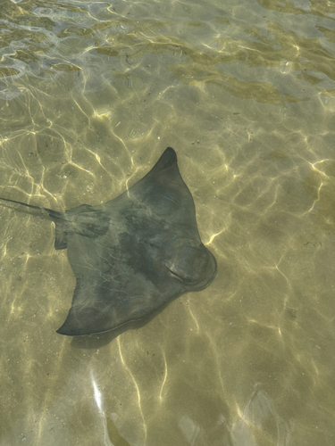 Galapagos Eagle Ray