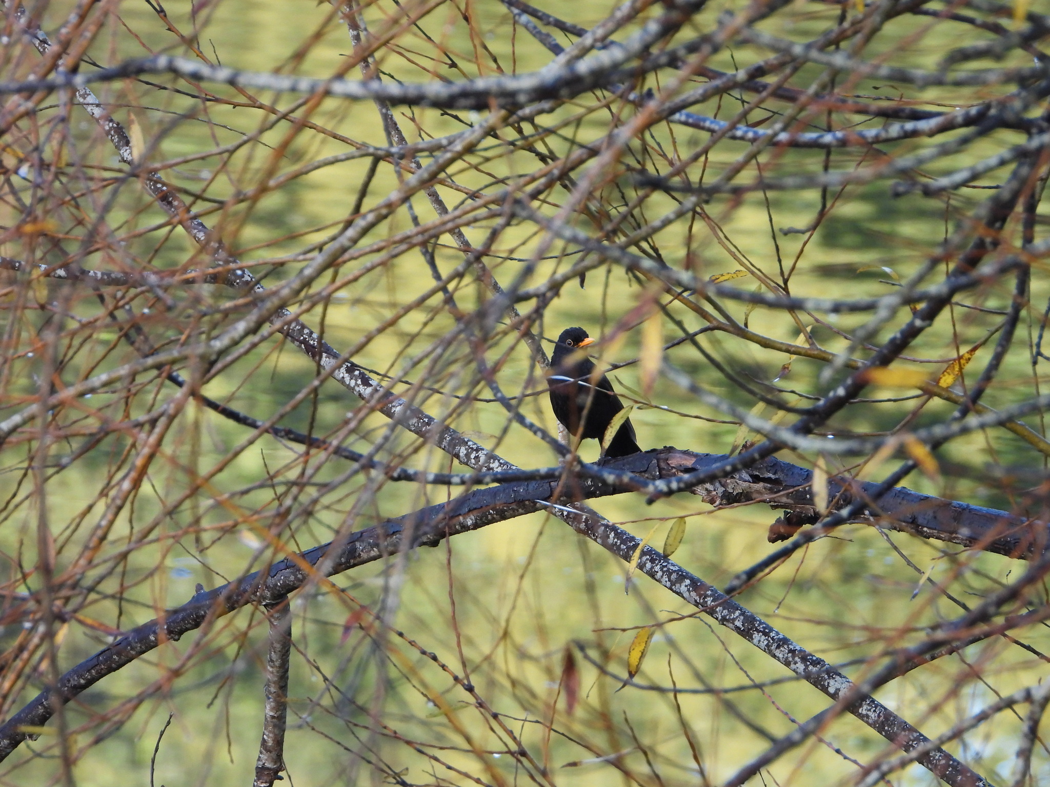 Turdus merula