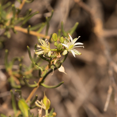 Lepidium leptopetalum