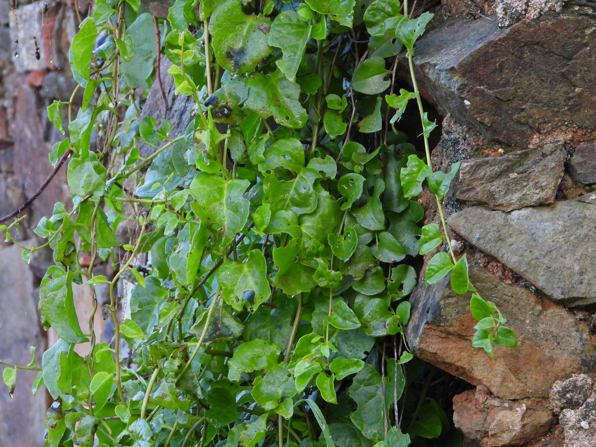 Enredadera de Madeira