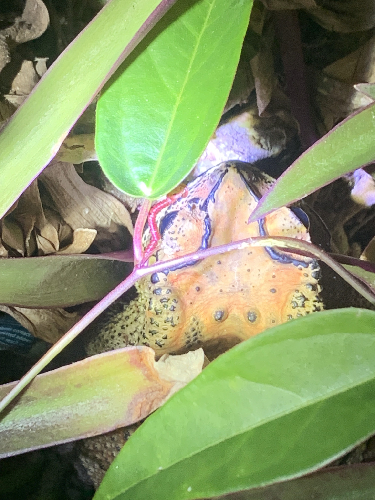 Duttaphrynus melanostictus (Schneider, 1799)