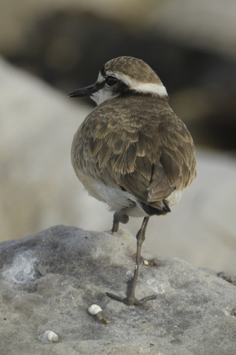 iNaturalist: (c) Peter Lupton, some rights reserved (CC BY-NC), uploaded by Peter Lupton iNaturalist image