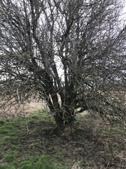 Sambucus nigra