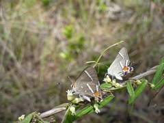 Strymon acis bartrami