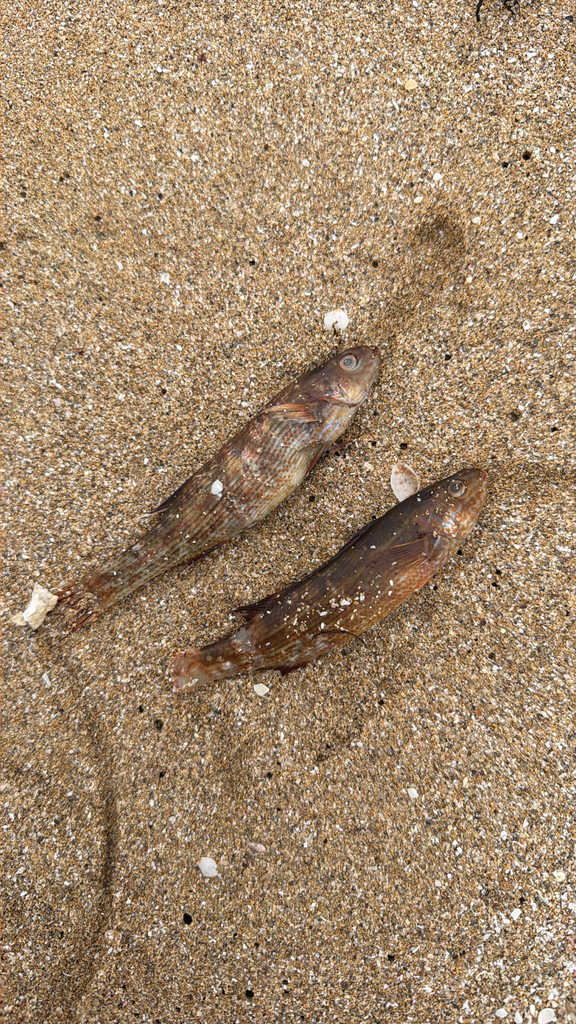 Herring cale (Olisthops cyanomelas) — Odacidae