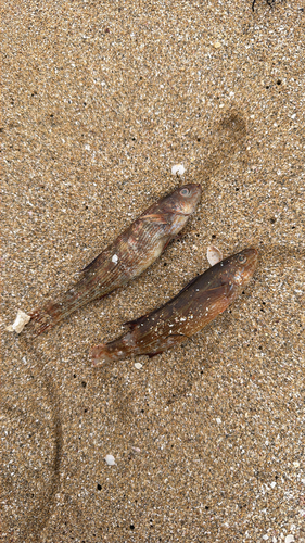 Herring cale (Olisthops cyanomelas) — Odacidae