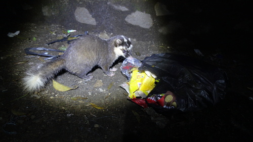 Javan Ferret-badger