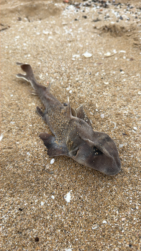 Bullhead (Heterodontus portusjacksoni) — Heterodontidae