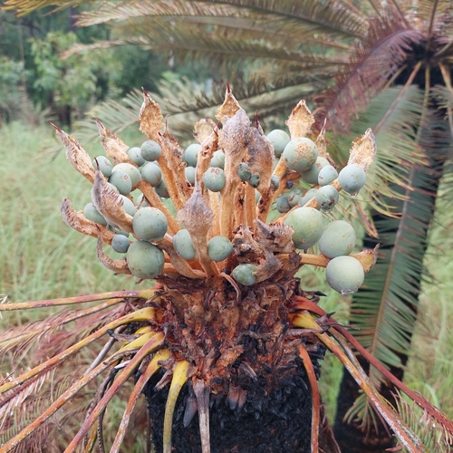 Cycad (Cycas calcicola)