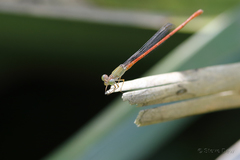 Ceriagrion aeruginosum