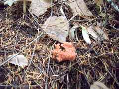 Ramaria stuntzii