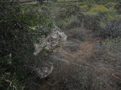 Stegodyphus dumicola