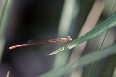 Ceriagrion aeruginosum