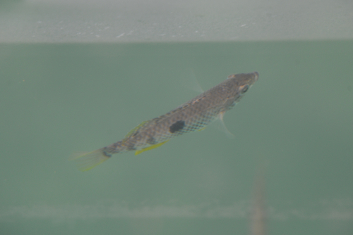 Spotty (Notolabrus celidotus) — Labridae — 4