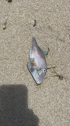 Bluefin leatherjacket (Thamnaconus degeni) — Monacanthidae