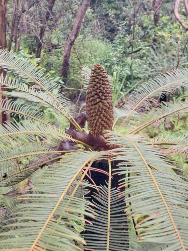 Cycad (Cycas calcicola)