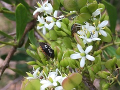 Pseudapines geminata